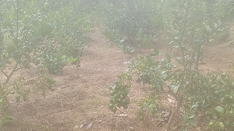 香水柠檬青柠檬