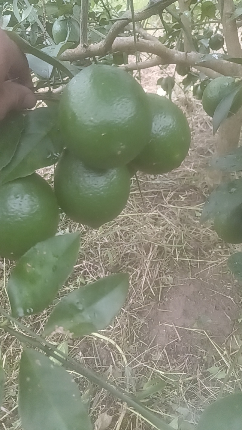 香水柠檬青柠檬