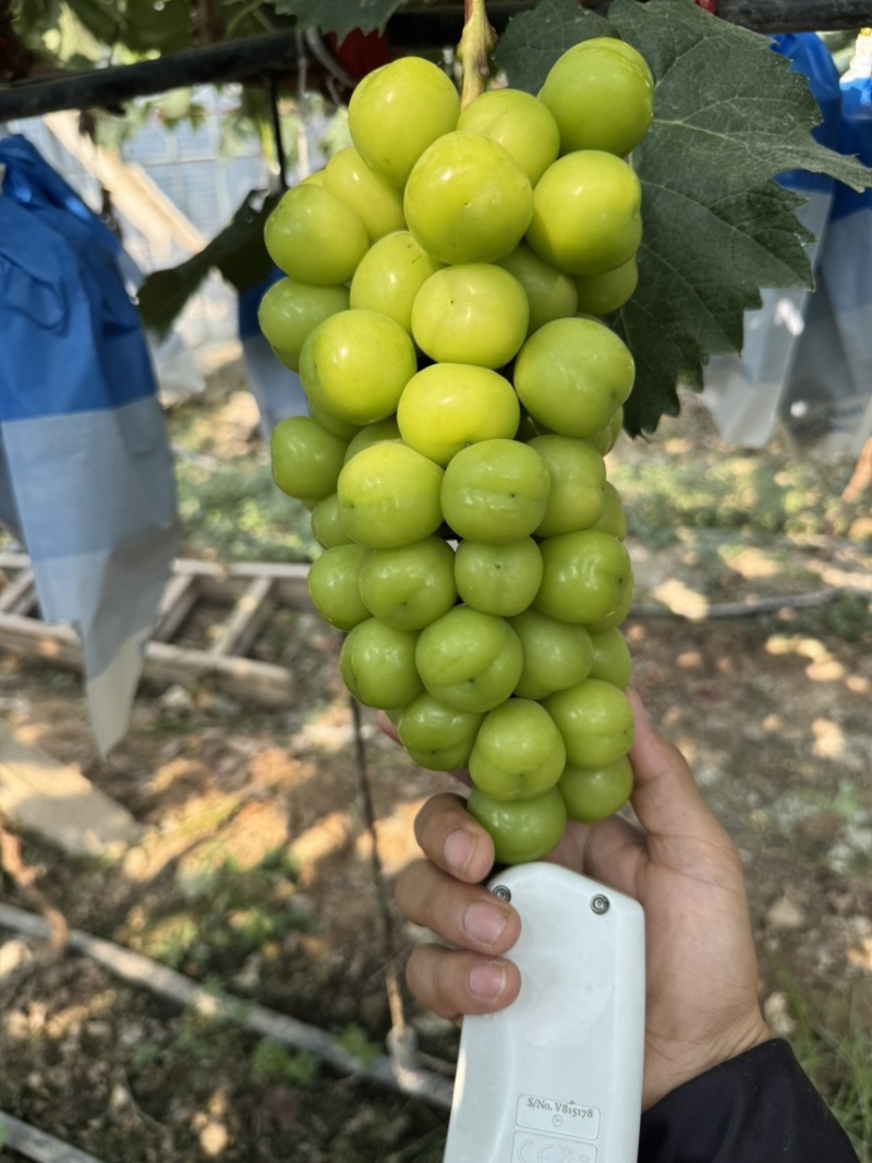 阳光玫瑰促早上市中