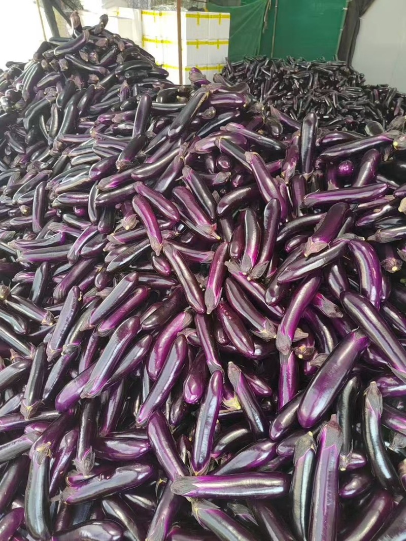 广东紫长茄原产地发货，货源充足，供应电商，市场，保质保量