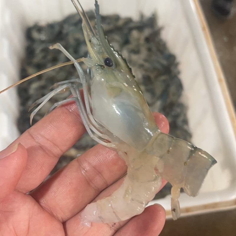 罗沼虾仁