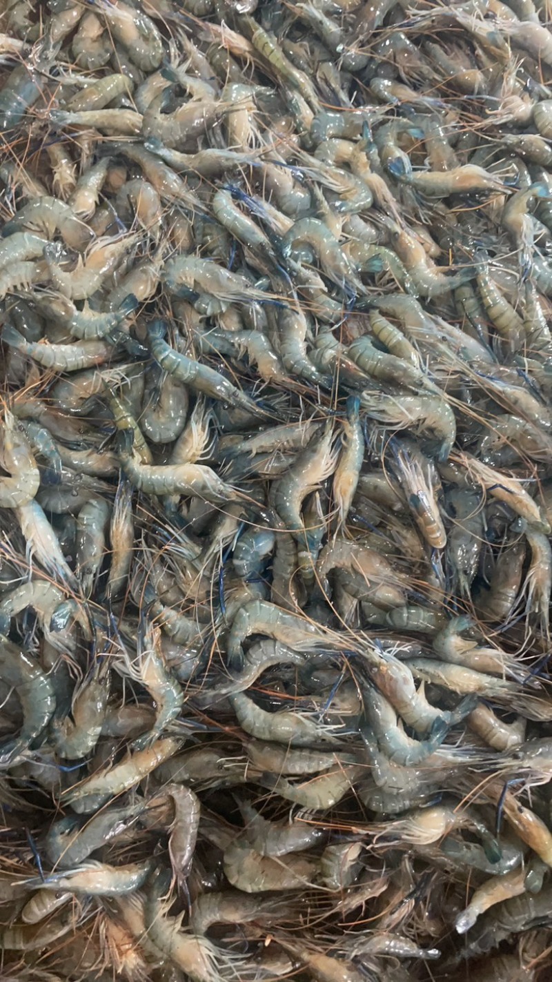 罗沼虾仁