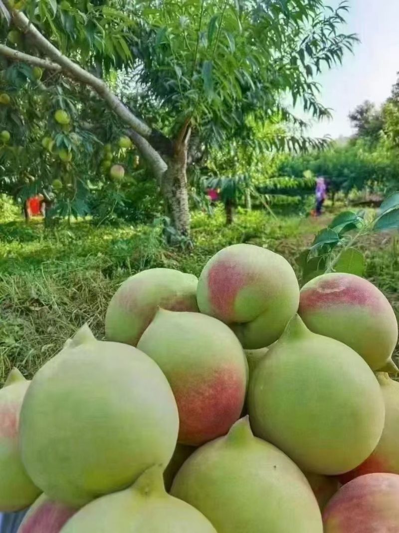 河源连平县鹰嘴桃