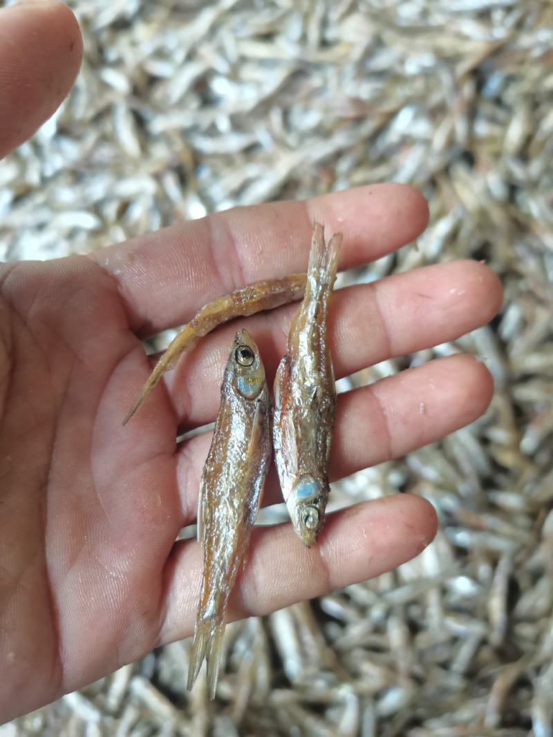 油炸不开肚白肖/干货/鱼干/水库鱼/不苦/纯野生/包邮