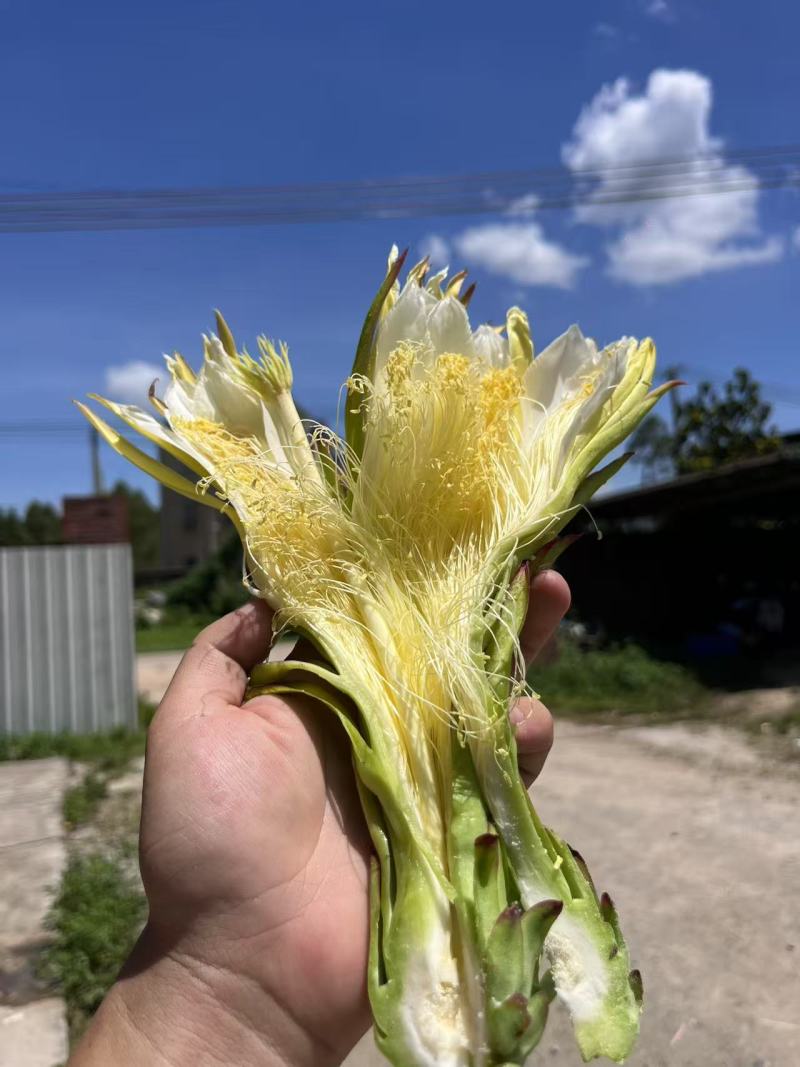 霸王花干货源头好货