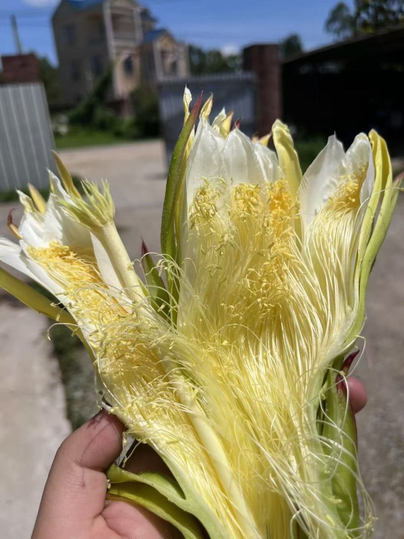 霸王花干货源头好货