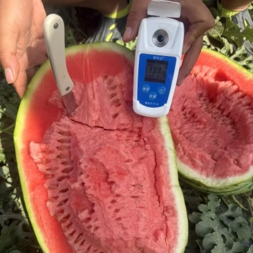 硒砂瓜大量上市