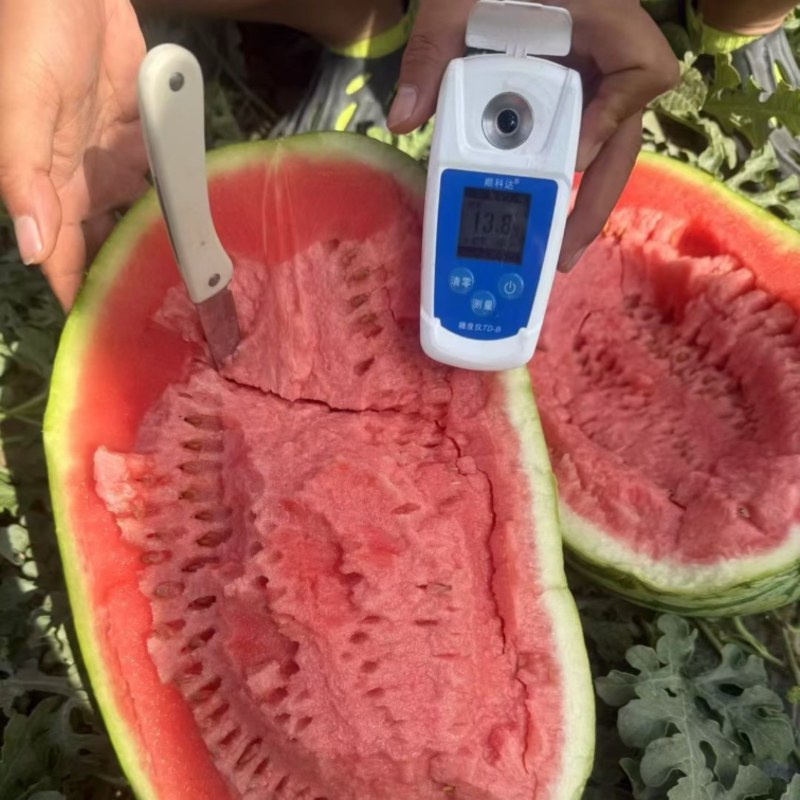 硒砂瓜大量上市