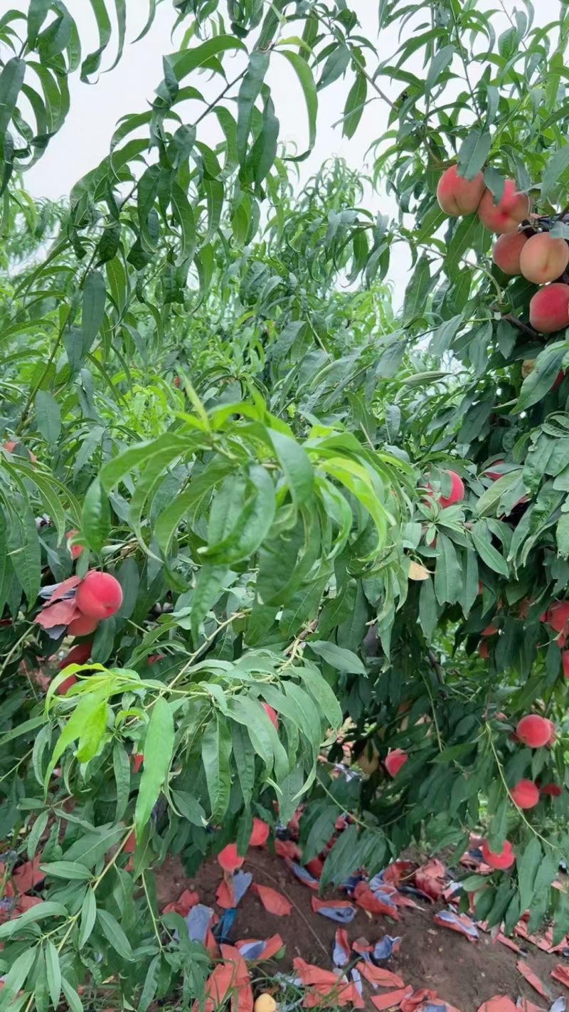 水蜜桃