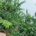 水蜜桃