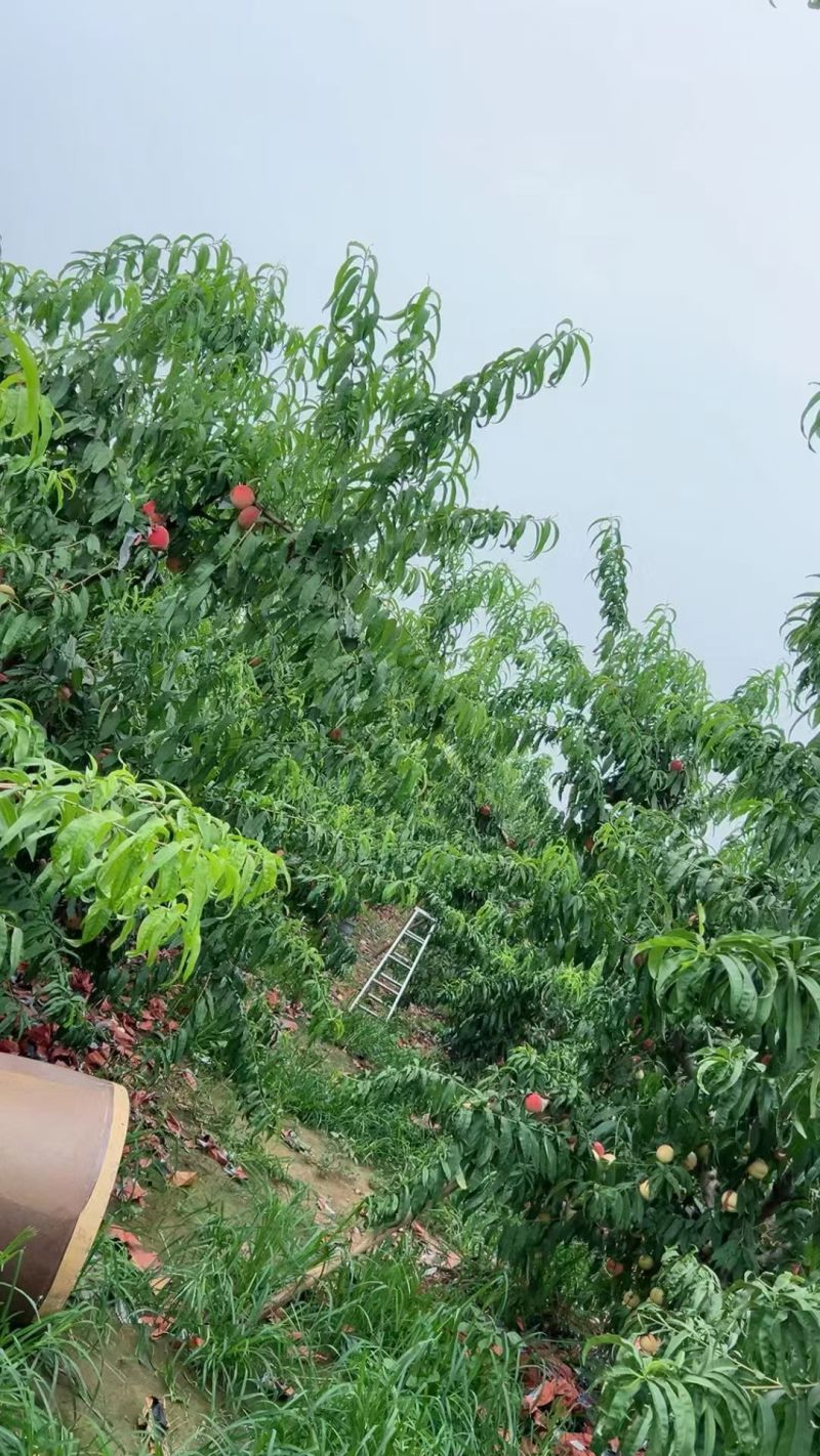 水蜜桃