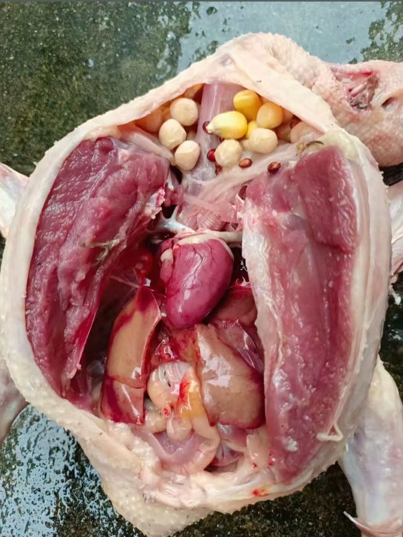 肉鸽，老野，信鸽