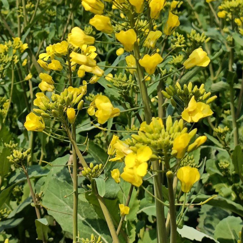 豪迪油335沣油777油菜种子甘蓝型耐寒抗倒油菜种籽农家