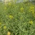 豪迪油335沣油777油菜种子甘蓝型耐寒抗倒油菜种籽农家