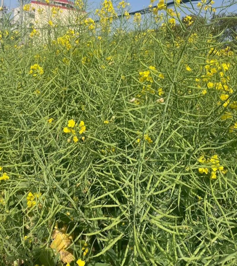 豪迪油335沣油777油菜种子甘蓝型耐寒抗倒油菜种籽农家