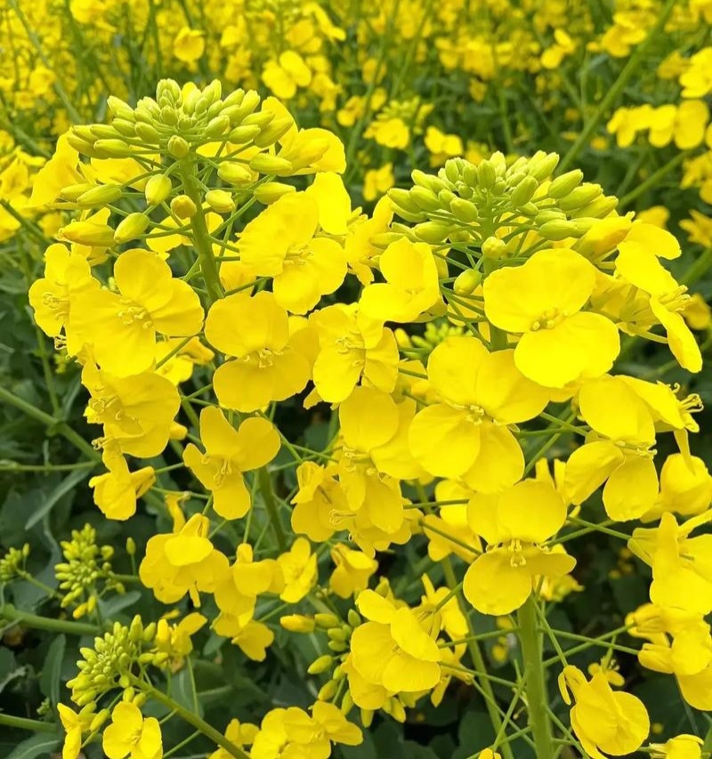 豪迪油335沣油777油菜种子甘蓝型耐寒抗倒油菜种籽农家