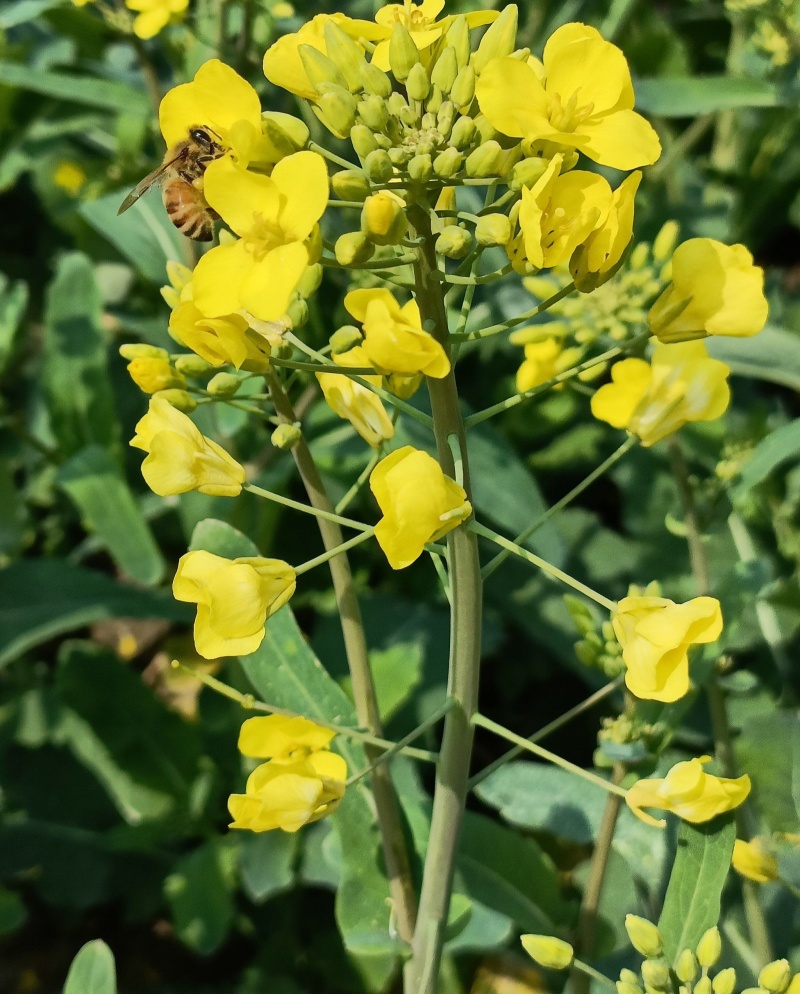 豪迪油335沣油777油菜种子甘蓝型耐寒抗倒油菜种籽农家