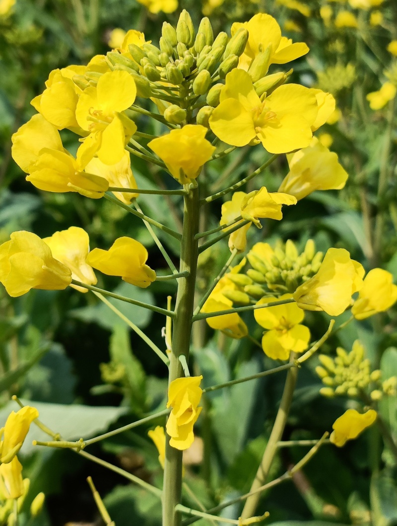 豪迪油335沣油777油菜种子甘蓝型耐寒抗倒油菜种籽农家