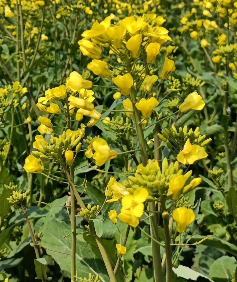 豪迪油335沣油777油菜种子甘蓝型耐寒抗倒油菜种籽农家