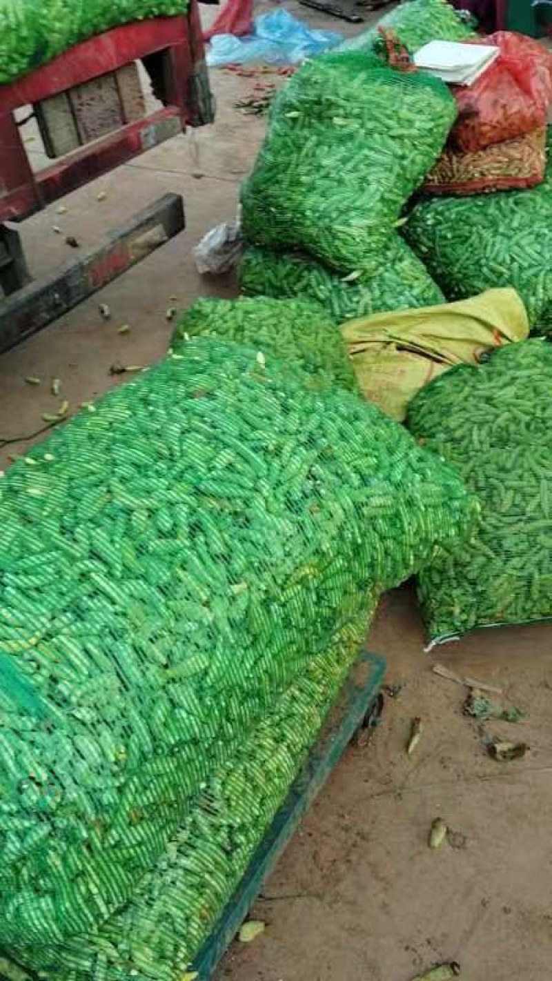 云南精品小米辣大量上市中产地直发货源充足可视频看货