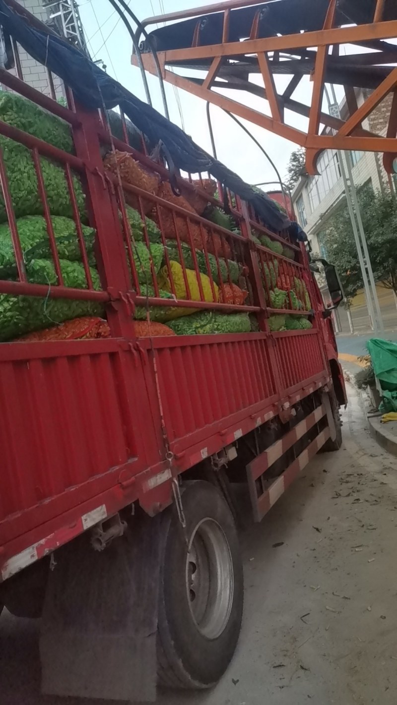 云南精品小米辣大量上市中产地直发货源充足可视频看货
