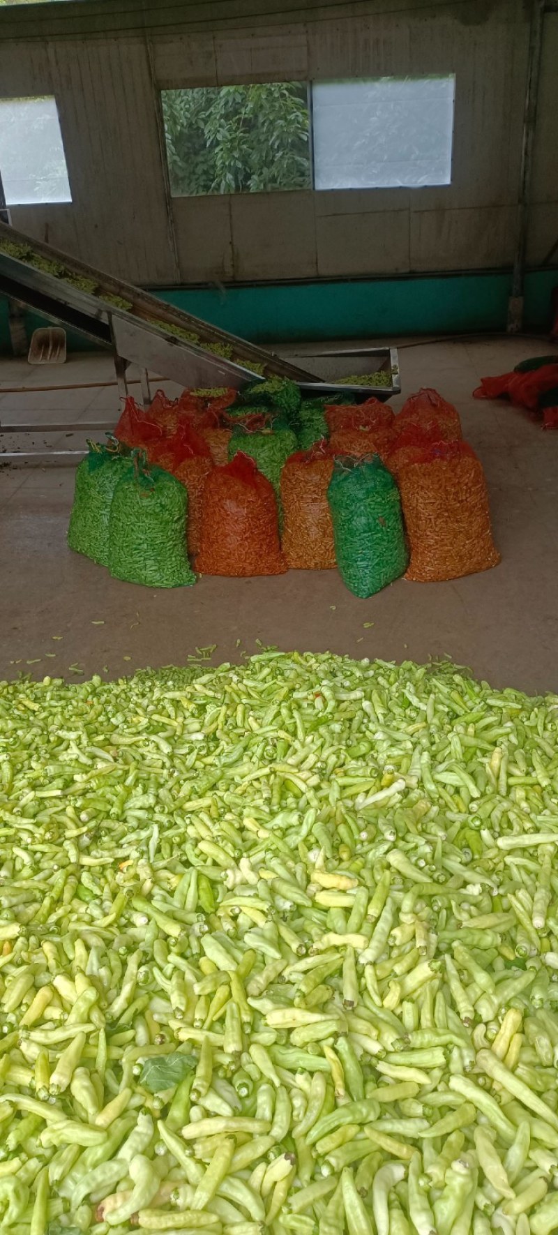 云南精品小米辣大量上市中产地直发货源充足可视频看货