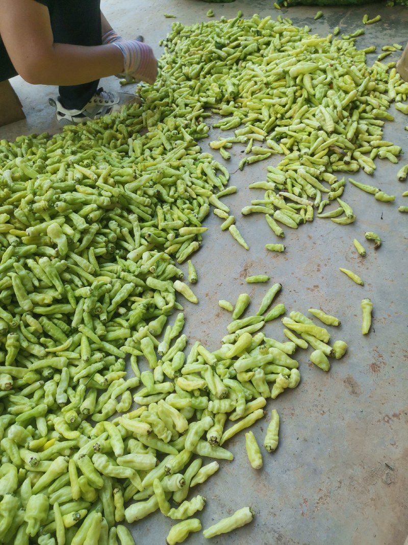 云南精品小米辣大量上市中产地直发货源充足可视频看货