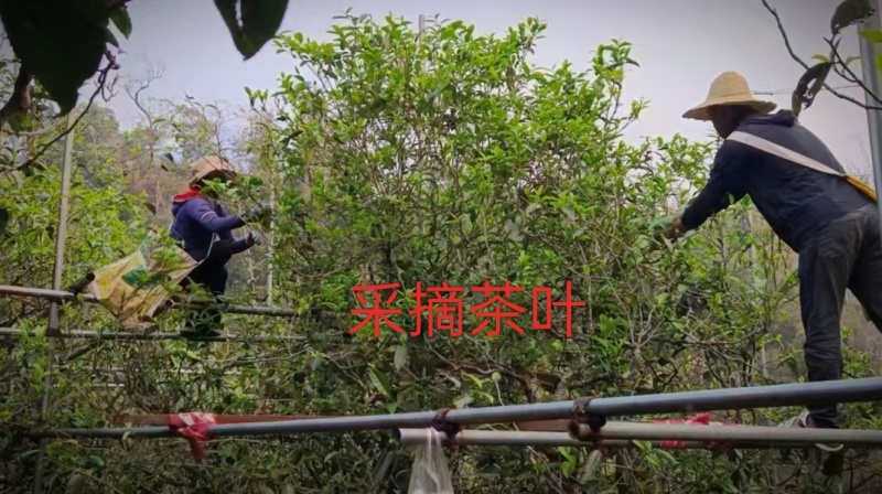 忙肺古树纯料生茶