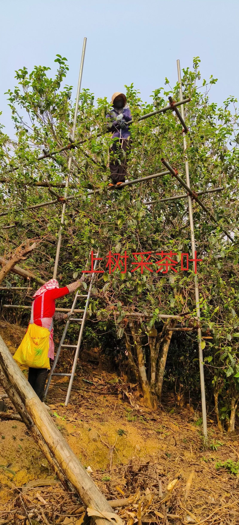 忙肺古树纯料生茶