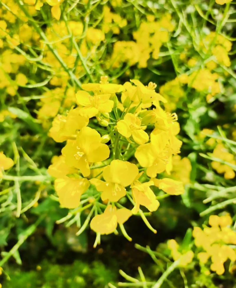 悍油777油菜籽种子秋冬季耐寒油菜花孑高产抗病高油优质