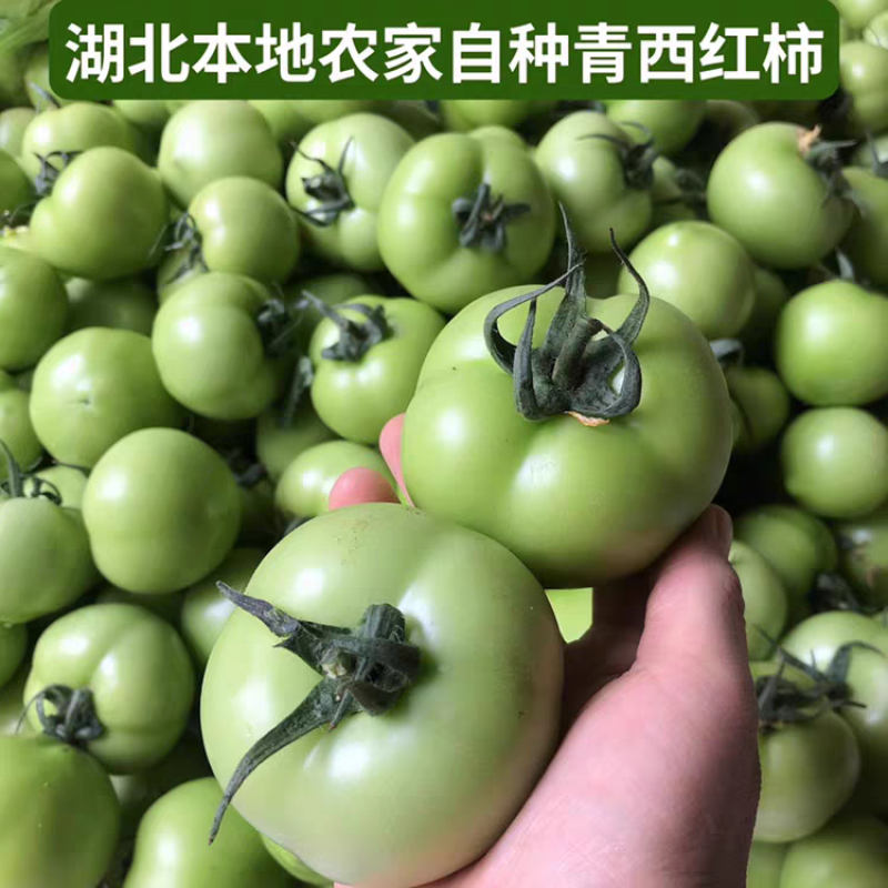 青番茄青西红柿湖北青番茄产地一手货源可视频看货