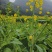悍油777油菜籽种子秋冬季耐寒油菜花孑高产抗病高油优质