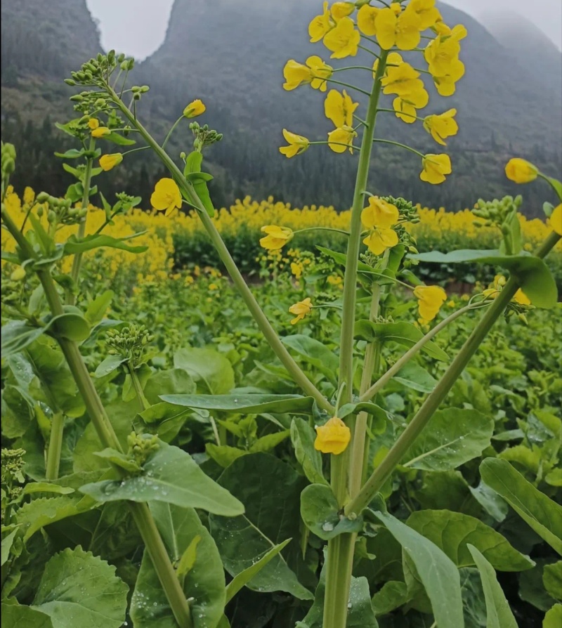 悍油777油菜籽种子秋冬季耐寒油菜花孑高产抗病高油优质
