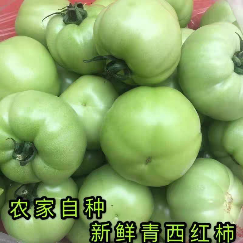 青番茄青西红柿湖北青番茄产地一手货源可视频看货