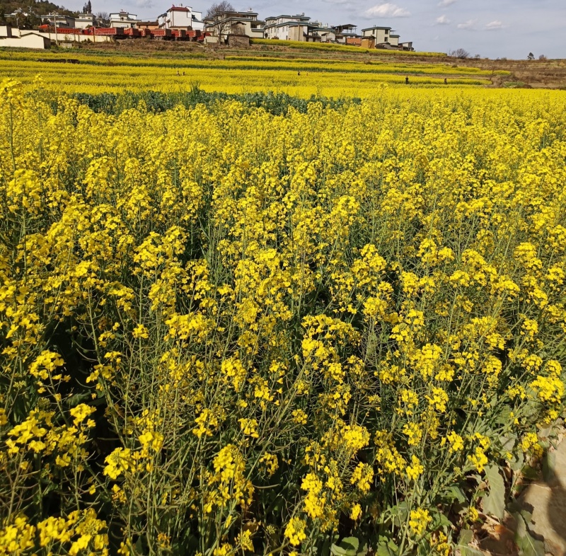 悍油777油菜籽种子秋冬季耐寒油菜花孑高产抗病高油优质