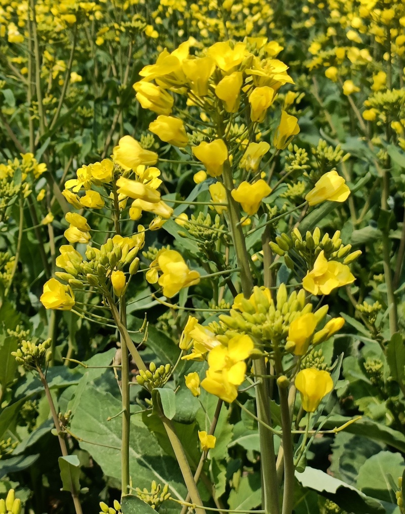 悍油777油菜籽种子秋冬季耐寒油菜花孑高产抗病高油优质