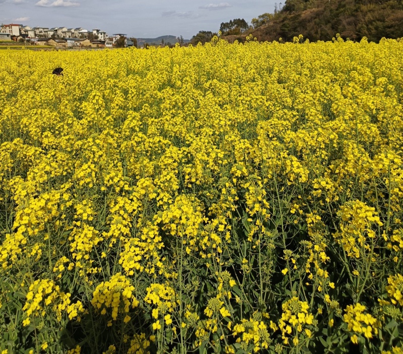 悍油777油菜籽种子秋冬季耐寒油菜花孑高产抗病高油优质