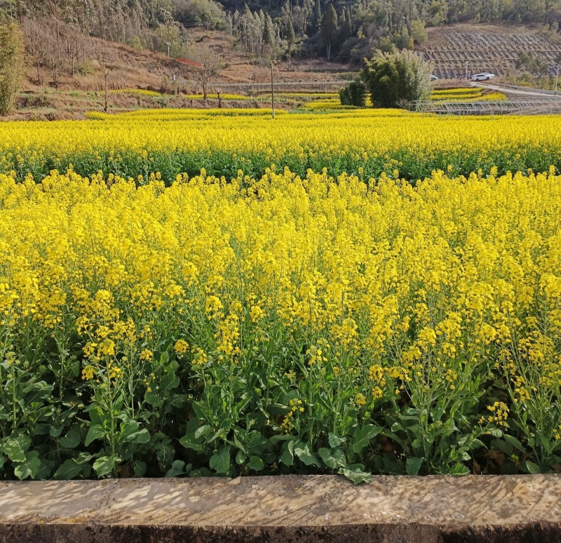 悍油777油菜籽种子秋冬季耐寒油菜花孑高产抗病高油优质