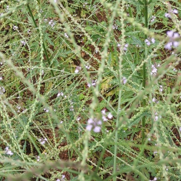 野生马鞭草