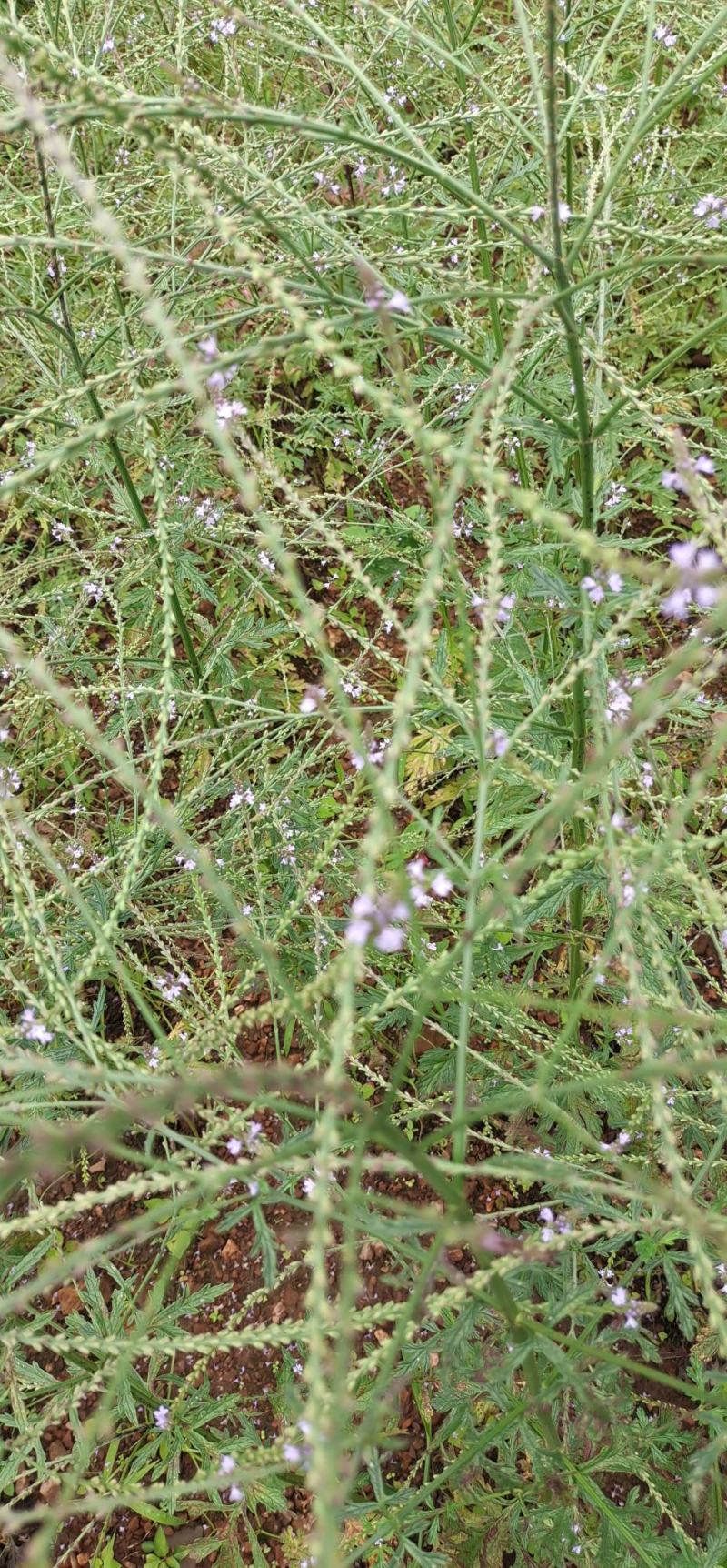 野生马鞭草