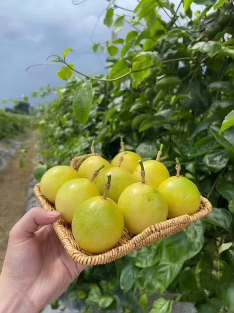 江西赣州寻乌钦蜜9号百香果