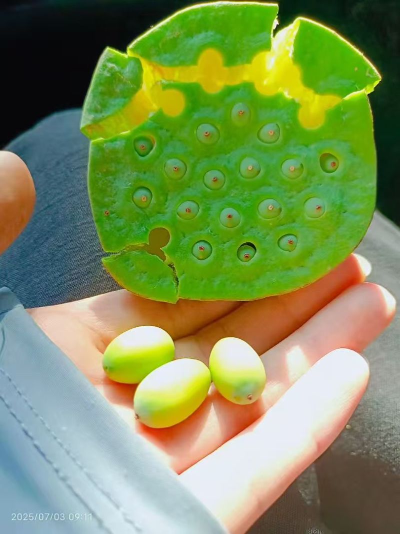 新鲜现摘莲蓬，一手货源，要的私聊
