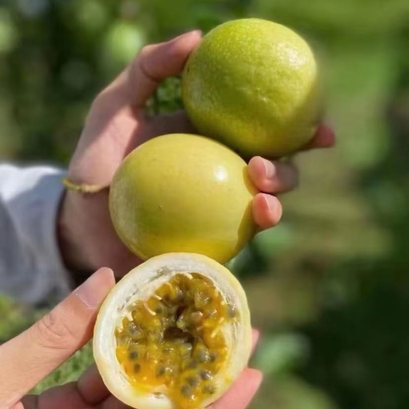钦蜜9号黄金百香果