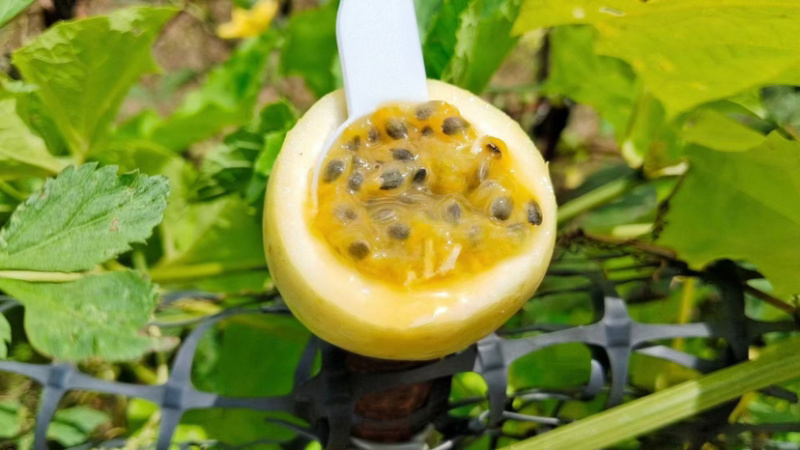 钦蜜9号黄金百香果