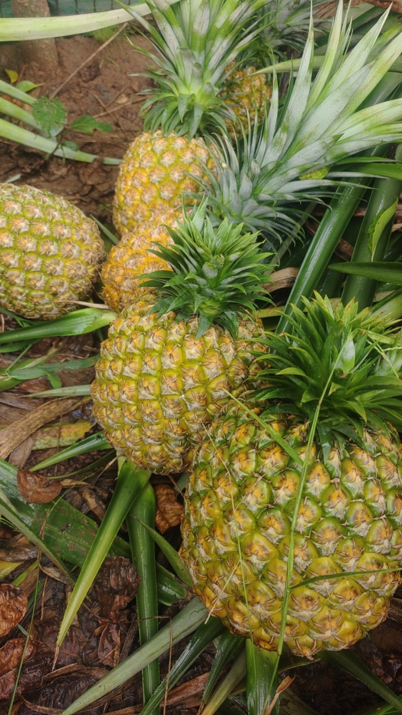 超甜西瓜凤梨