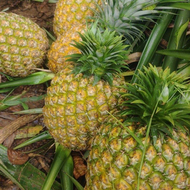 超甜西瓜凤梨