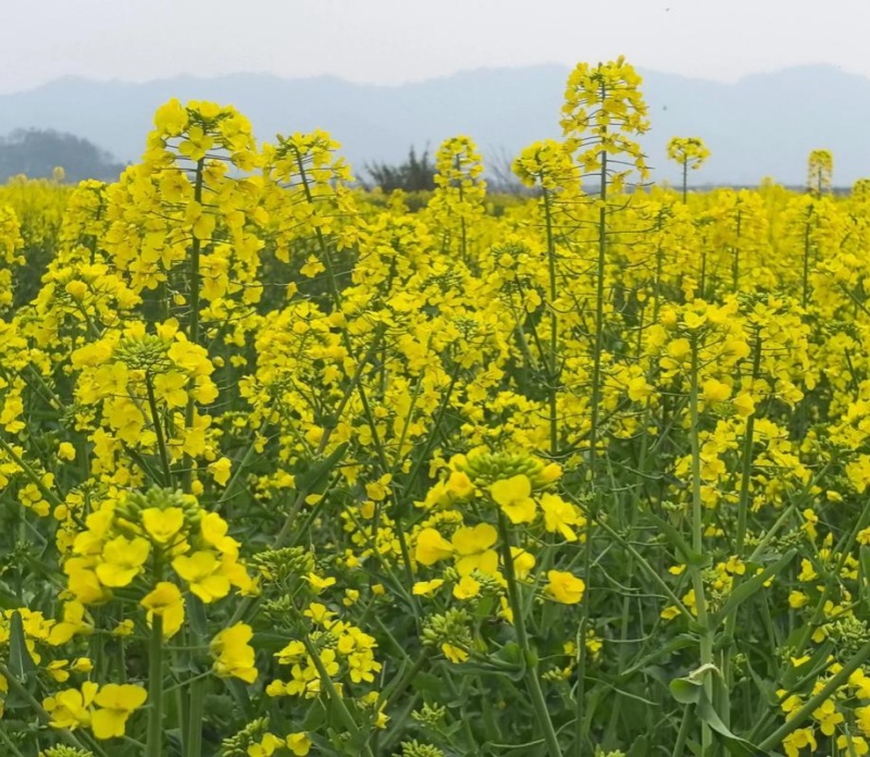 悍油王油菜籽种子高产抗病抗倒荚果多农家大田基地春秋季