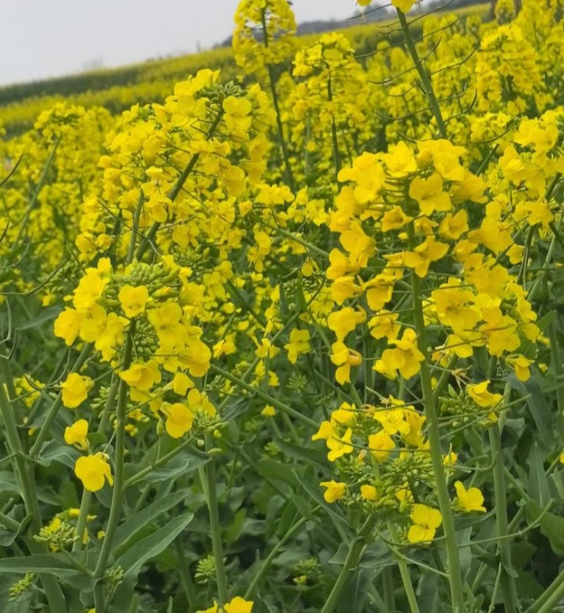 悍油王油菜籽种子高产抗病抗倒荚果多农家大田基地春秋季