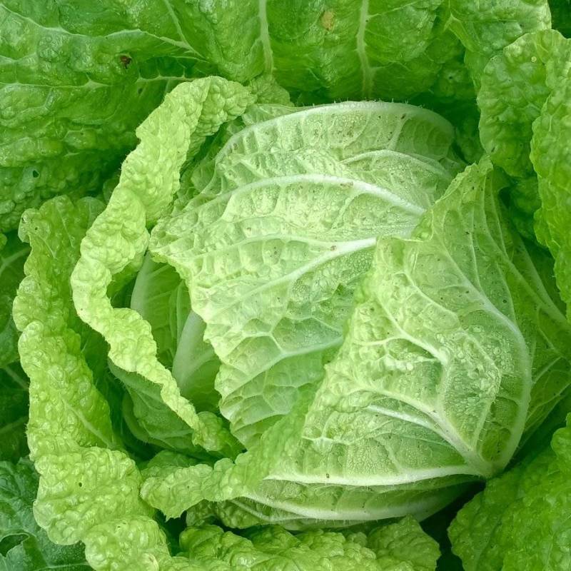 大白菜