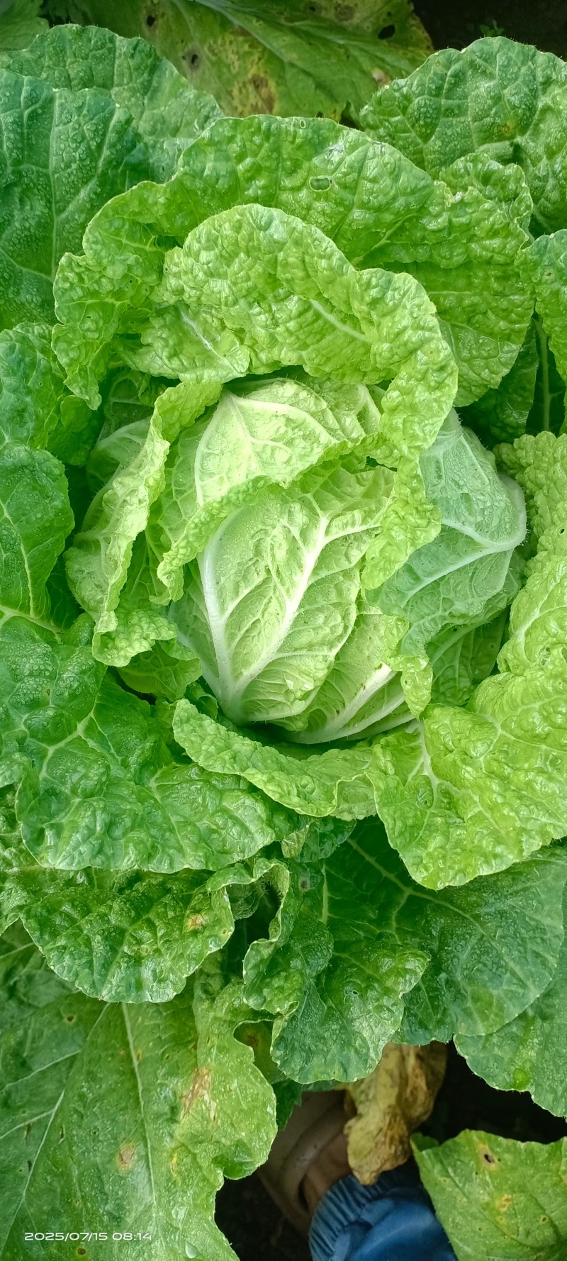大白菜